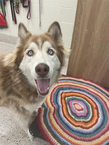 adoptable Dog in Brighton, CO named ONYX