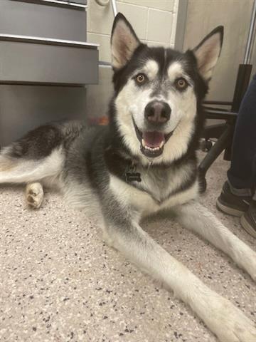 adoptable Dog in Brighton, CO named GUNNER