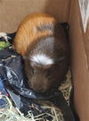 adoptable Guinea Pig in , CO named PIGGY