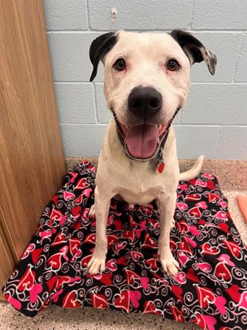 adoptable Dog in Brighton, CO named HERO