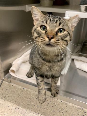 adoptable Cat in Brighton, CO named *ARBYS