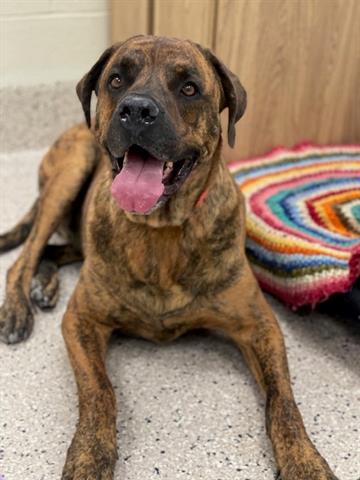 adoptable Dog in Brighton, CO named ROCKY