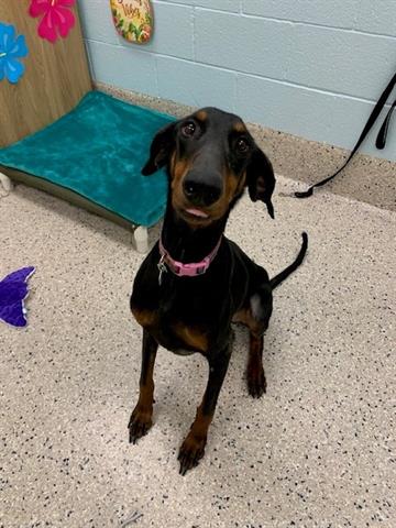 adoptable Dog in Brighton, CO named MOCHI