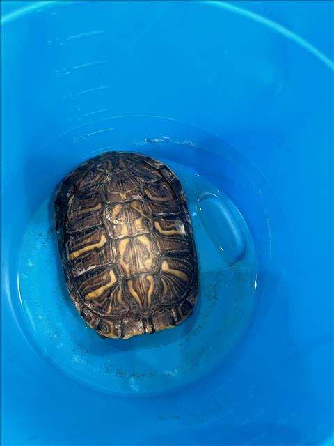 adoptable Turtle in Brighton, CO named *AQUA GOLF