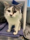 adoptable Cat in  named *ESTHER PEREL