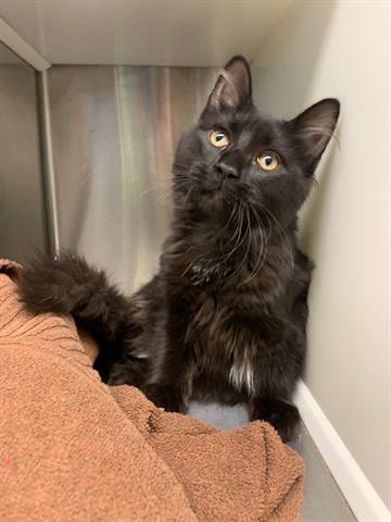 adoptable Cat in Brighton, CO named *TONY