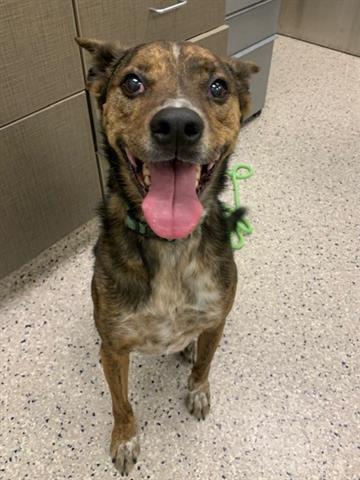 adoptable Dog in Brighton, CO named GUINNESS