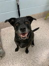 adoptable Dog in , CO named SUZI