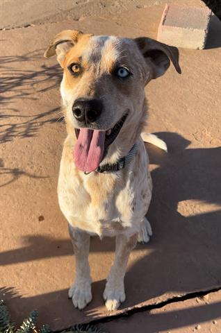 adoptable Dog in Brighton, CO named ZEUS