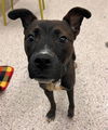 adoptable Dog in , CO named *BANJO