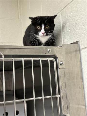 picture of the cat needing adoption