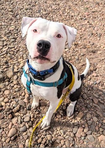 picture of the dog needing adoption