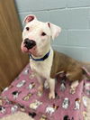 adoptable Dog in brighton, CO named NICO