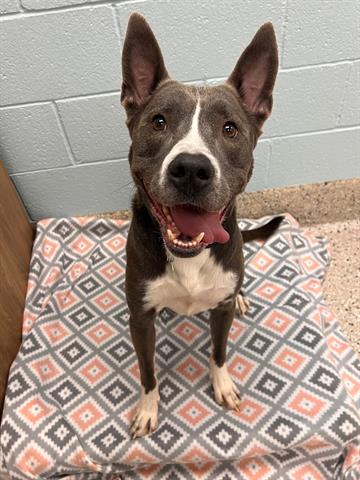 adoptable Dog in Brighton, CO named ROSCOE
