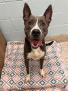 adoptable Dog in brighton, CO named ROSCOE