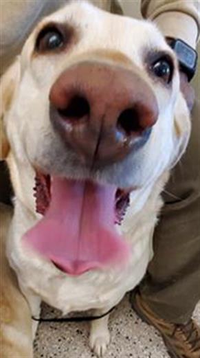 picture of the dog needing adoption