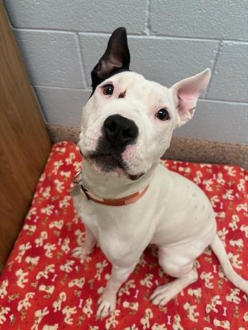 picture of the dog needing adoption