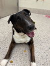 adoptable Dog in brighton, CO named GUILLERMO