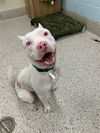 adoptable Dog in Brighton, CO named *LITTLE RASCAL