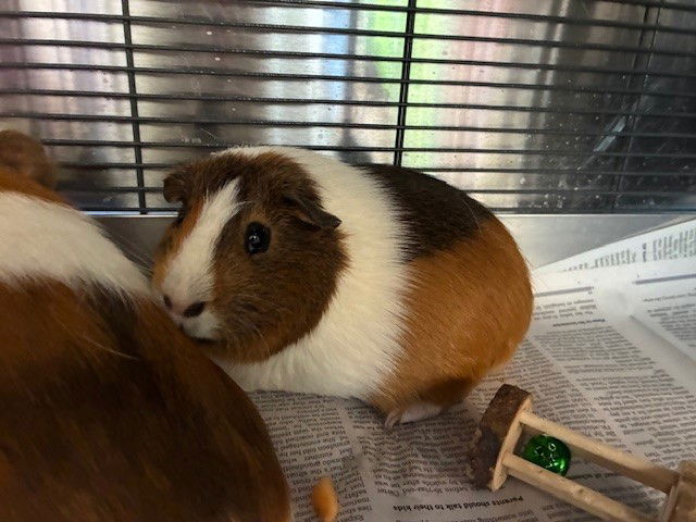 adoptable Guinea Pig in Brighton, CO named PIGGY
