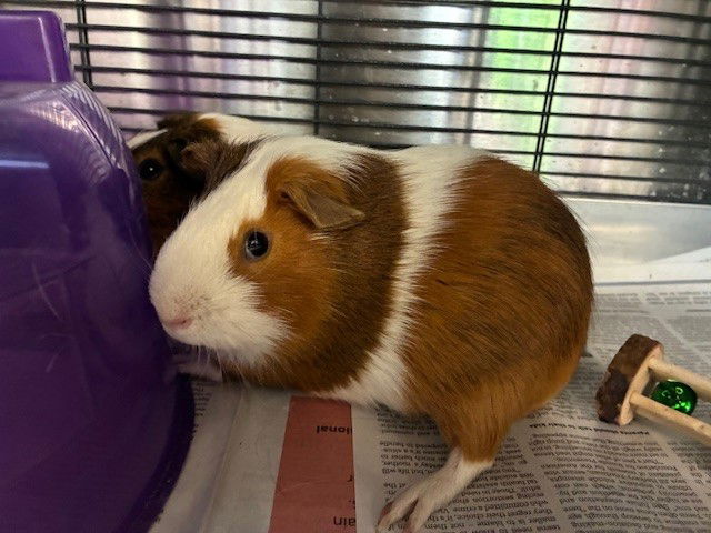 adoptable Guinea Pig in Brighton, CO named SKIDDY