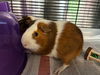 adoptable Guinea Pig in brighton, CO named SKIDDY