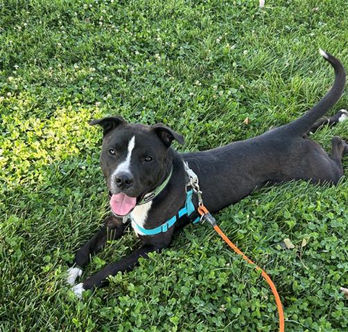 adoptable Dog in Brighton, CO named POSEIDON