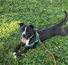adoptable Dog in brighton, CO named POSEIDON