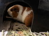 adoptable Guinea Pig in Brighton, CO named ASPEN