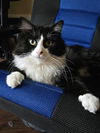 adoptable Cat in Brighton, CO named BOOTS