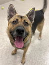 adoptable Dog in Brighton, CO named *NICKELBACK
