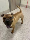 adoptable Dog in brighton, CO named SPIKE
