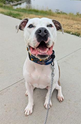 adoptable Dog in Brighton, CO named ROCK