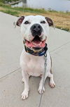 adoptable Dog in brighton, CO named ROCK
