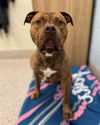 adoptable Dog in Brighton, CO named *ROOTS