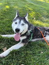adoptable Dog in Brighton, CO named ARCTIC BLUE