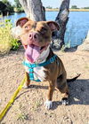 adoptable Dog in Brighton, CO named BROOKLYN