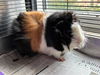 adoptable Guinea Pig in Brighton, CO named CHIP
