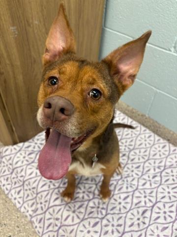 adoptable Dog in Brighton, CO named COCO