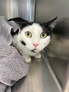 adoptable Cat in Brighton, CO named BRUNETA