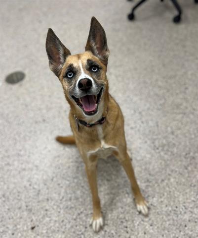 adoptable Dog in Brighton, CO named MIRA