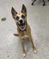 adoptable Dog in brighton, CO named MIRA