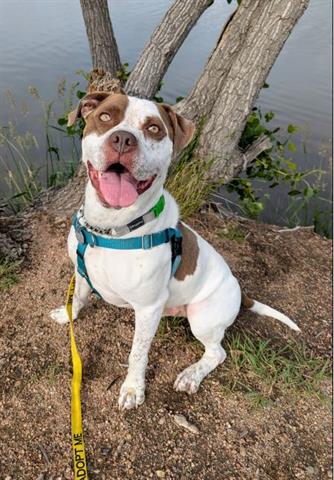 adoptable Dog in Brighton, CO named *FRECKLES MCGEE