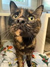 adoptable Cat in Brighton, CO named BINX