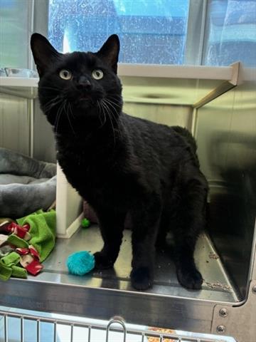 adoptable Cat in Brighton, CO named *MANGO