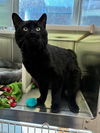 adoptable Cat in Brighton, CO named *MANGO