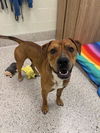 adoptable Dog in Brighton, CO named *MULBERRY