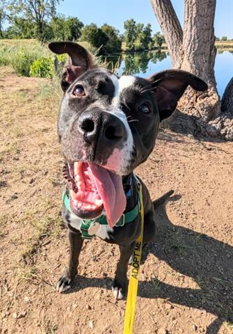 adoptable Dog in Brighton, CO named *BARRETT