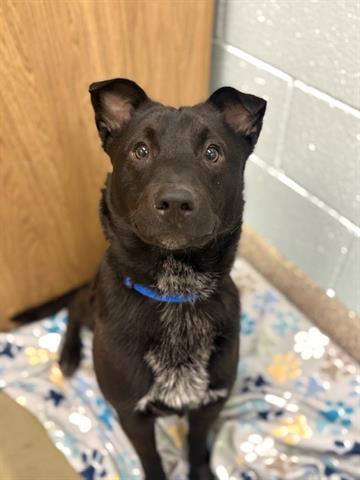 adoptable Dog in Brighton, CO named *KELP