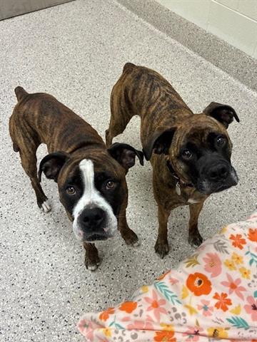 adoptable Dog in Brighton, CO named JAKE